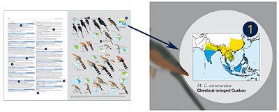 HBW and BirdLife International Illustrated Checklist of the Birds of the World