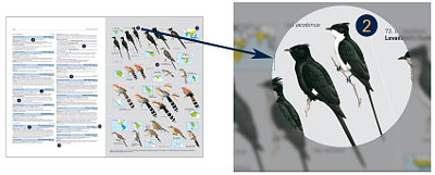 HBW and BirdLife International Illustrated Checklist of the Birds of the World