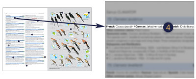 HBW and BirdLife International Illustrated Checklist of the Birds of the World