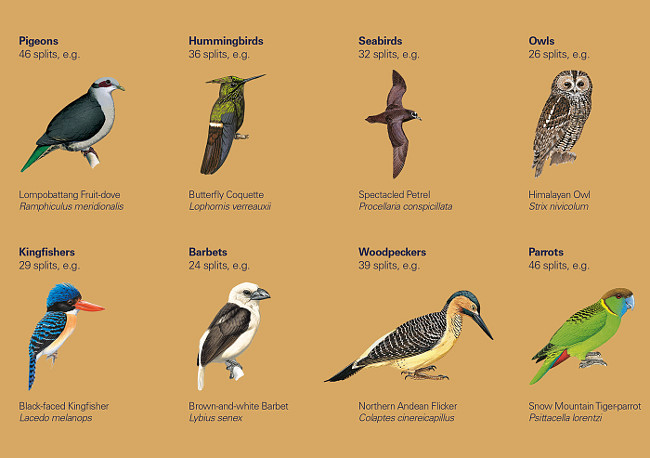 Illustrated Checklist of the Birds of the World - Taxonomic Results