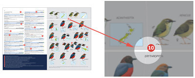 HBW and BirdLife International Illustrated Checklist of the Birds of the World