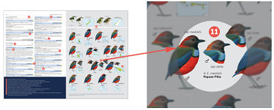 HBW and BirdLife International Illustrated Checklist of the Birds of the World