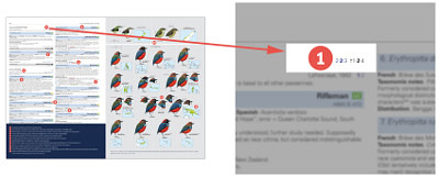 HBW and BirdLife International Illustrated Checklist of the Birds of the World