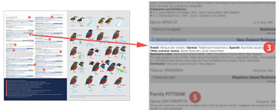 HBW and BirdLife International Illustrated Checklist of the Birds of the World