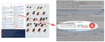 HBW and BirdLife International Illustrated Checklist of the Birds of the World