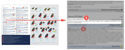 HBW and BirdLife International Illustrated Checklist of the Birds of the World