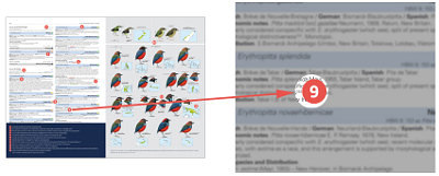 HBW and BirdLife International Illustrated Checklist of the Birds of the World