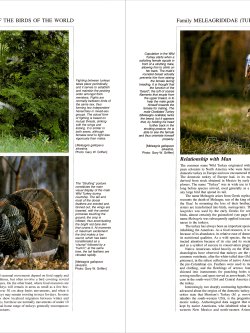 Handbook of the Birds of the World Volume 2 New World Vultures to Guineafowl | Lynx Nature Books