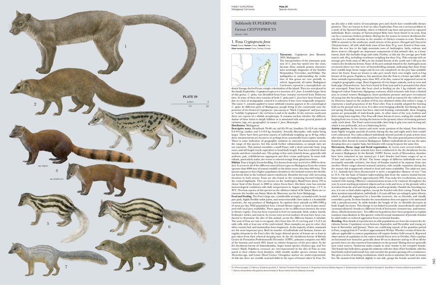 Madagascar Carnivores