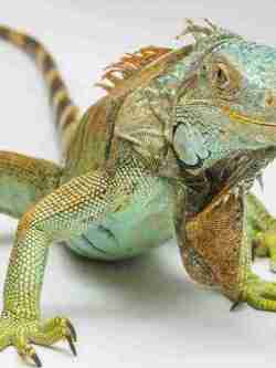 Reptiles y anfibios