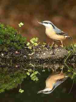 Monografies de la Natura