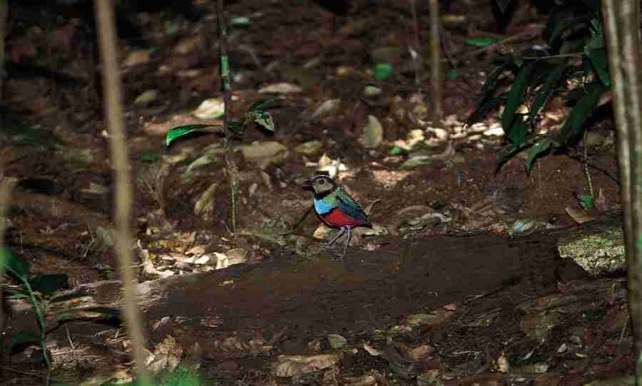 Red-bellied Pitta