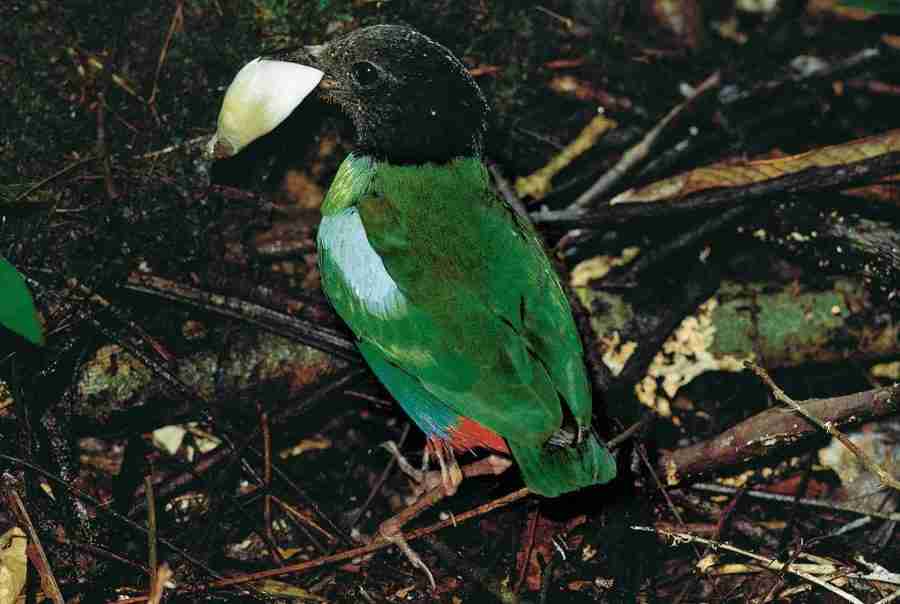 Hooded Pitta