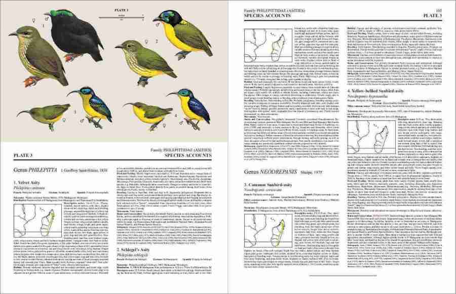 Handbook of the Birds of the World – Volume 8: Broadbills to Tapaculos | Lynx Edicions | Lynx Nature Books