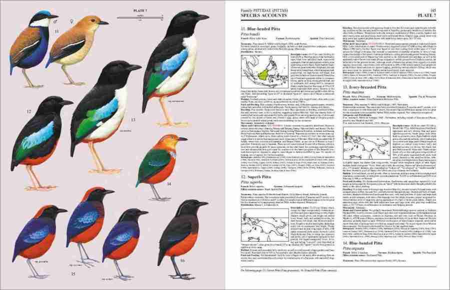 Handbook of the Birds of the World – Volume 8: Broadbills to Tapaculos | Lynx Edicions | Lynx Nature Books