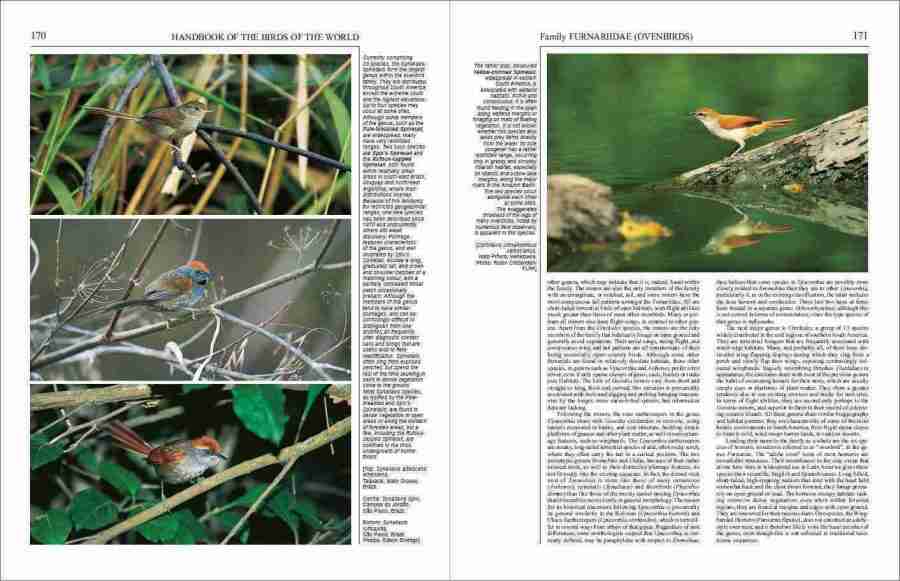 Handbook of the Birds of the World – Volume 8: Broadbills to Tapaculos | Lynx Edicions | Lynx Nature Books