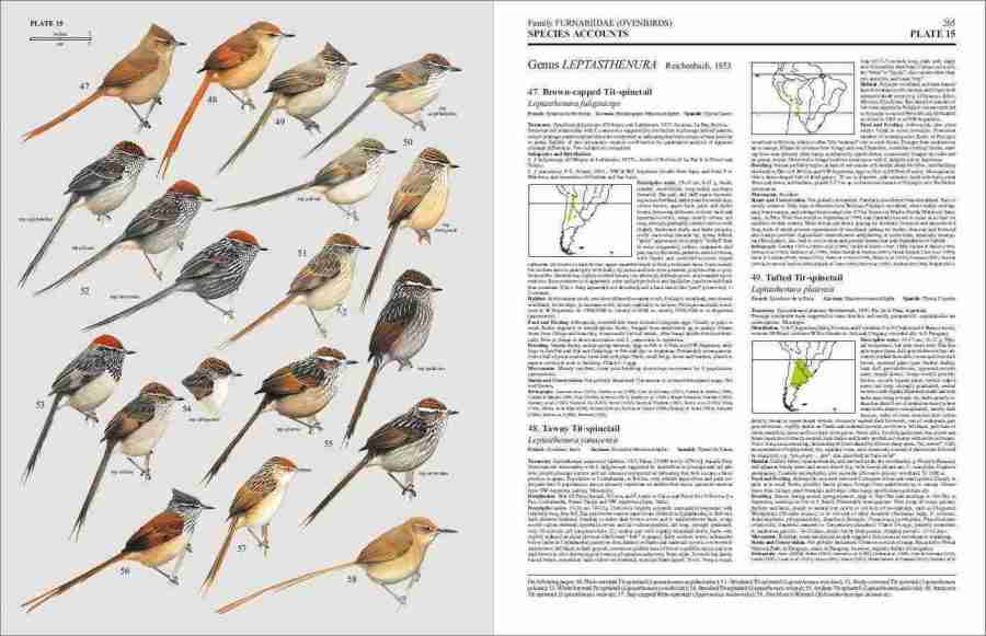 Handbook of the Birds of the World – Volume 8: Broadbills to Tapaculos | Lynx Edicions | Lynx Nature Books