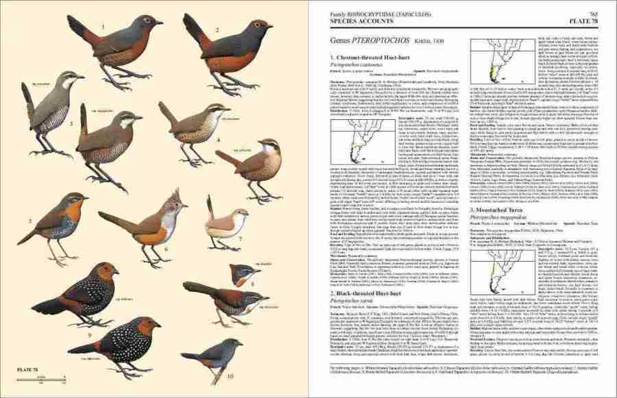 Handbook of the Birds of the World – Volume 8: Broadbills to Tapaculos | Lynx Edicions | Lynx Nature Books