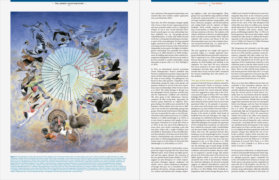 The Largest Avian Radiation - The Evolution of Perching Birds, or the Order Passeriformes | Jon Fjeldså | Lynx Edicions | Lynx Nature Books