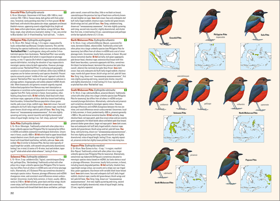 birds of the Indonesian archipelago; birds of Indonesia; bird guides; field guide to the birds