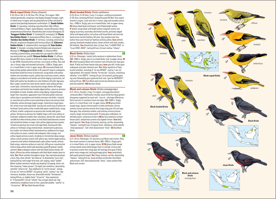 birds of the Indonesian archipelago; birds of Indonesia; bird guides; field guide to the birds