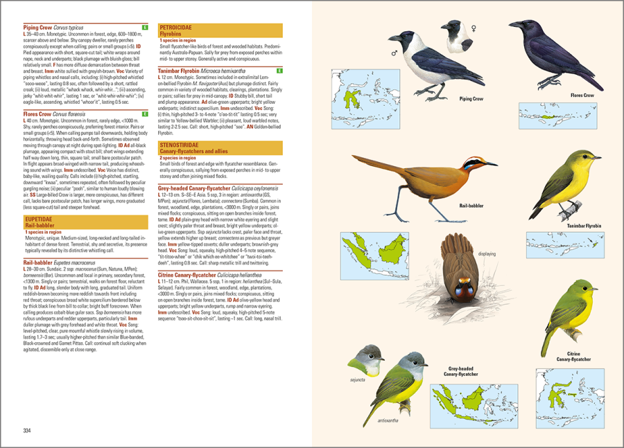 birds of the Indonesian archipelago; birds of Indonesia; bird guides; field guide to the birds