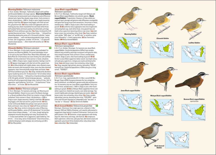 birds of the Indonesian archipelago; birds of Indonesia; bird guides; field guide to the birds