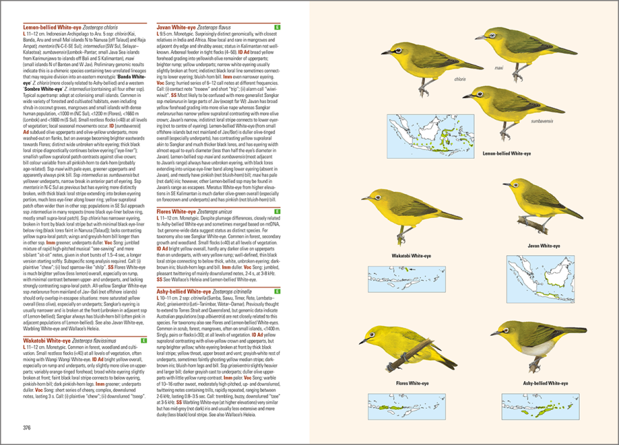 birds of the Indonesian archipelago; birds of Indonesia; bird guides; field guide to the birds