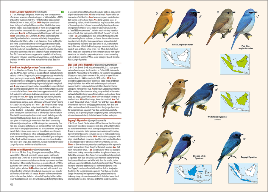 birds of the Indonesian archipelago; birds of Indonesia; bird guides; field guide to the birds