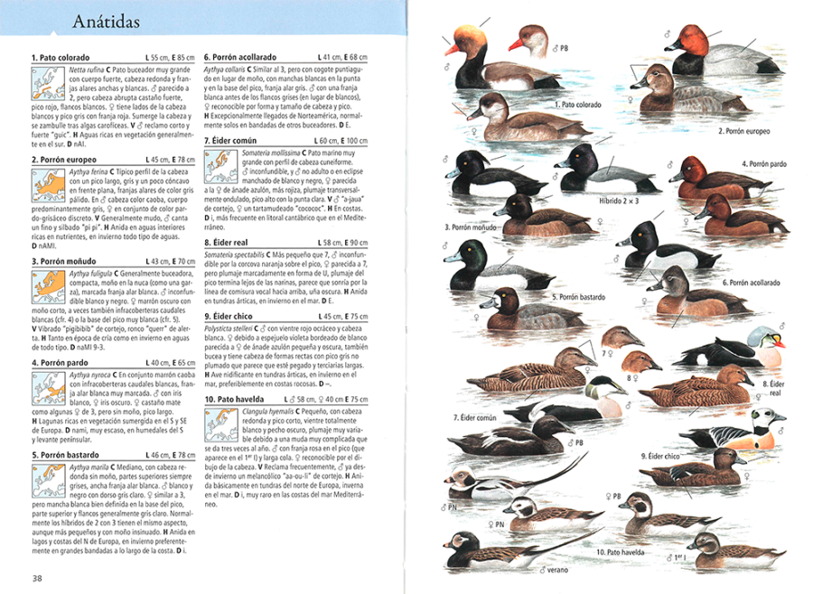 páginas de muestra 38-39