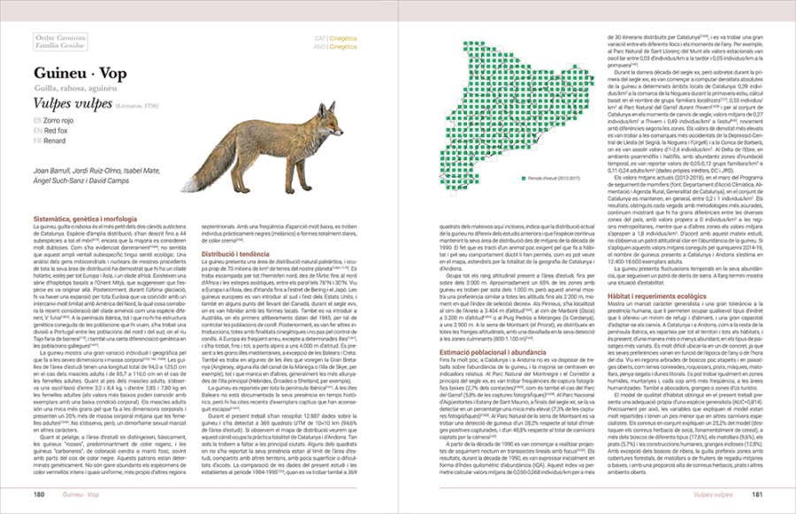 Grans mamífers de Catalunya i Andorra Guineu Vulpes vulpes