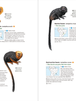 Neotropical Primates | Leontopithecus | Lynx Nature Books