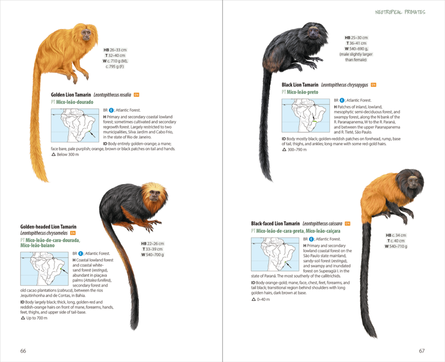 Neotropical Primates | Leontopithecus | Lynx Nature Books