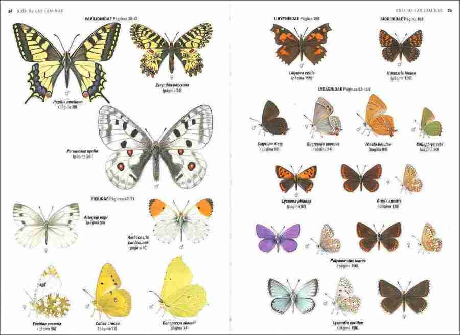 Mariposas de España y Europa sample page