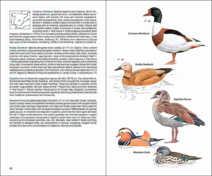 bird of Spain; dumb bird; eagles in Spain; parrots in Spain; ornithology book; bird guides; bird identification book