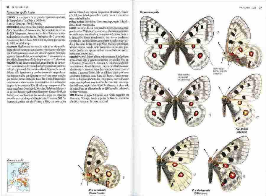 Mariposas de España y Europa sample page