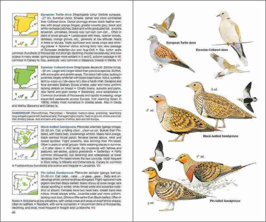 Birds of Spain sample page