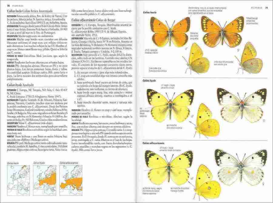 Mariposas de España y Europa sample page