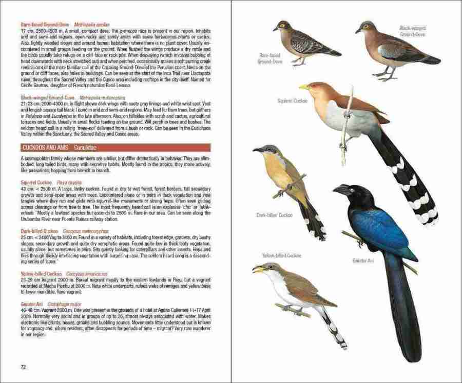 Field Guide to the Birds of Machu Picchu and the Cusco Region, Peru sample page