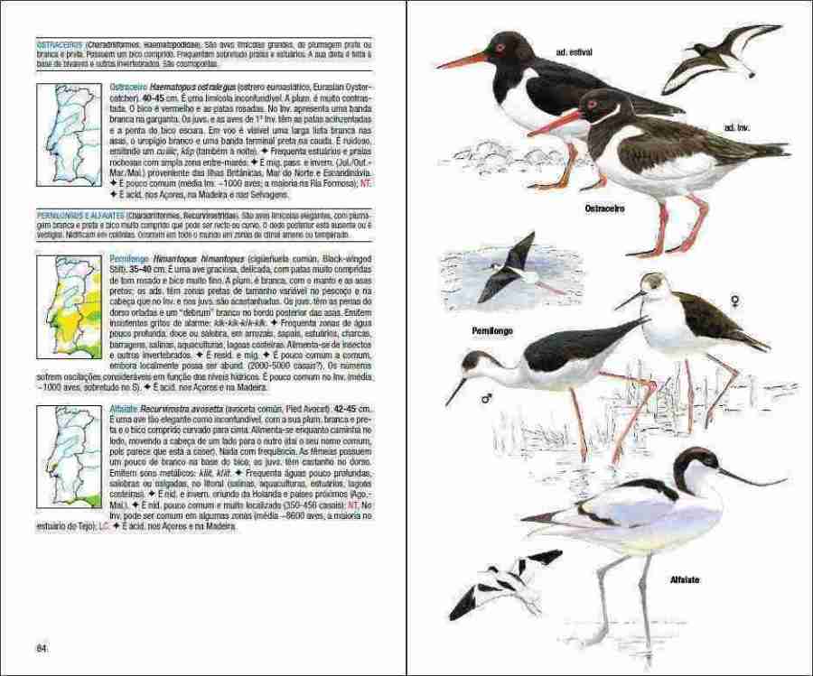 Aves de Portugal sample page