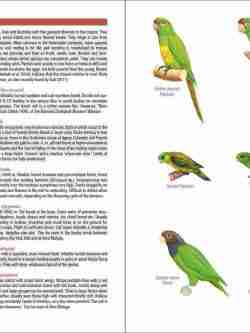 Field Guide to the Birds of Machu Picchu and the Cusco Region, Peru sample page