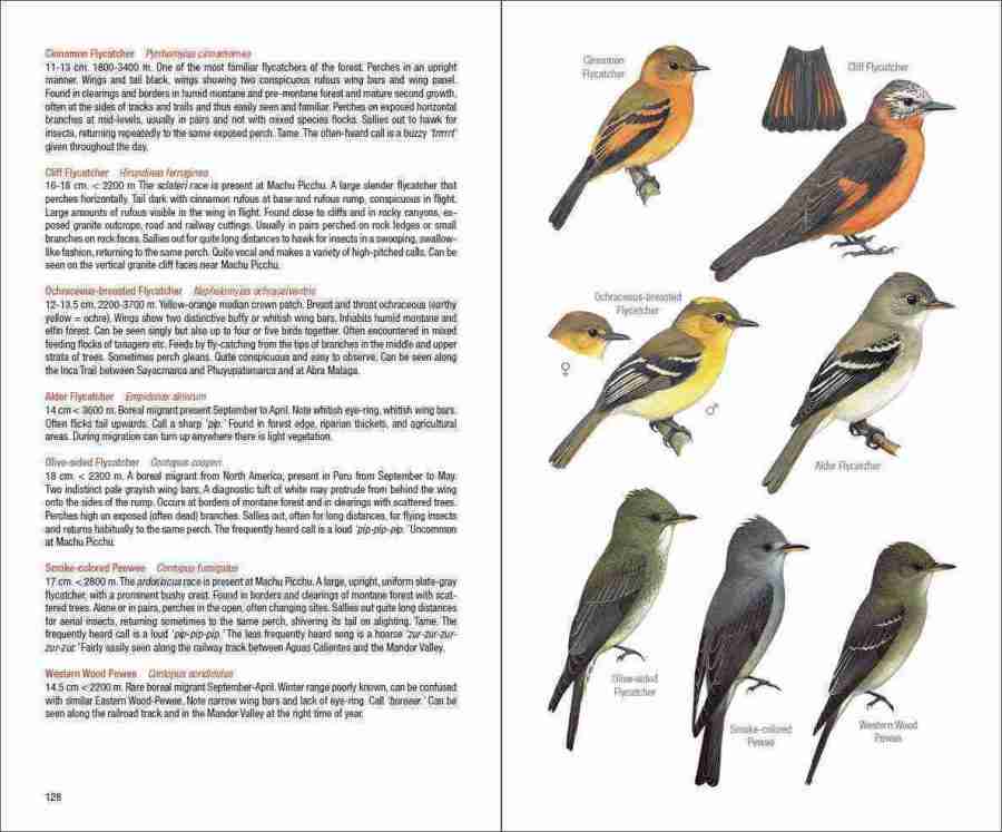 Field Guide to the Birds of Machu Picchu and the Cusco Region, Peru sample page