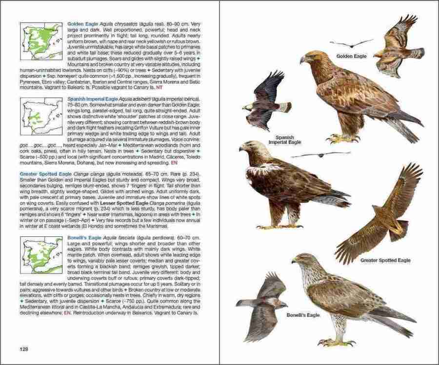 Birds of Spain sample page