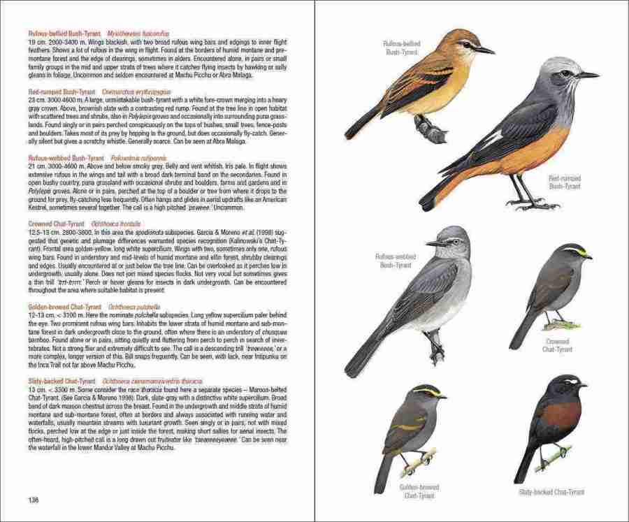 Field Guide to the Birds of Machu Picchu and the Cusco Region, Peru sample page