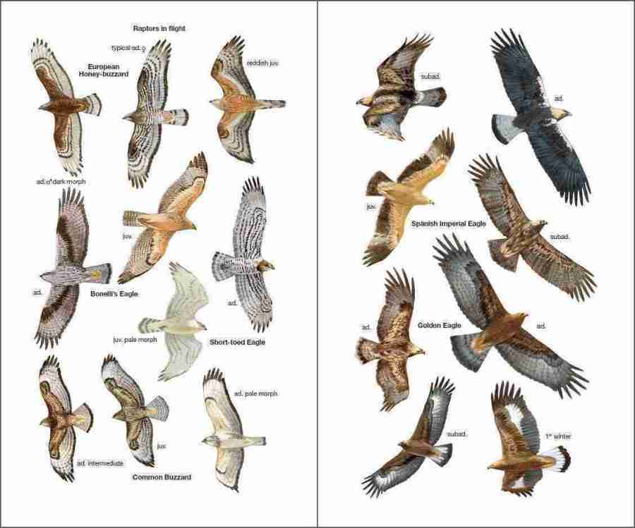 Birds of Spain sample page