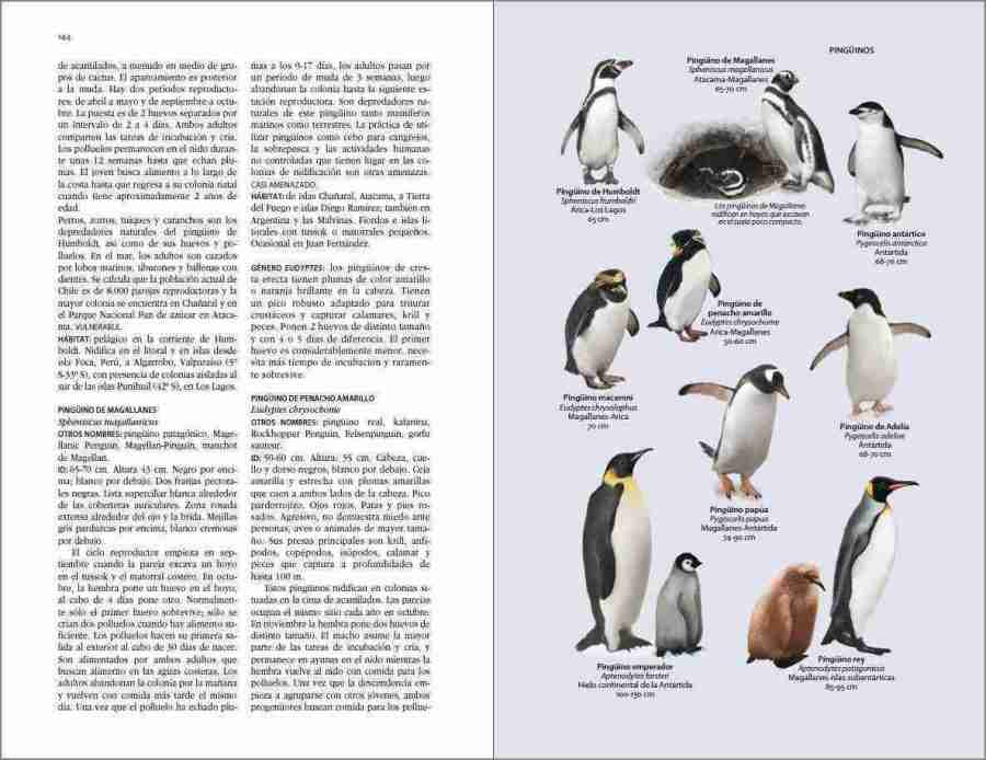 Flora y fauna de Chile. Guía de identificación sample page