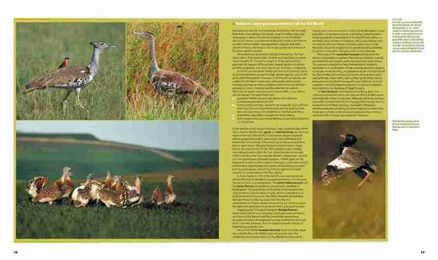 Farmland Birds across the World sample page