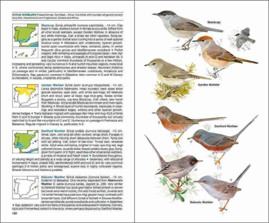 Birds of Spain sample page