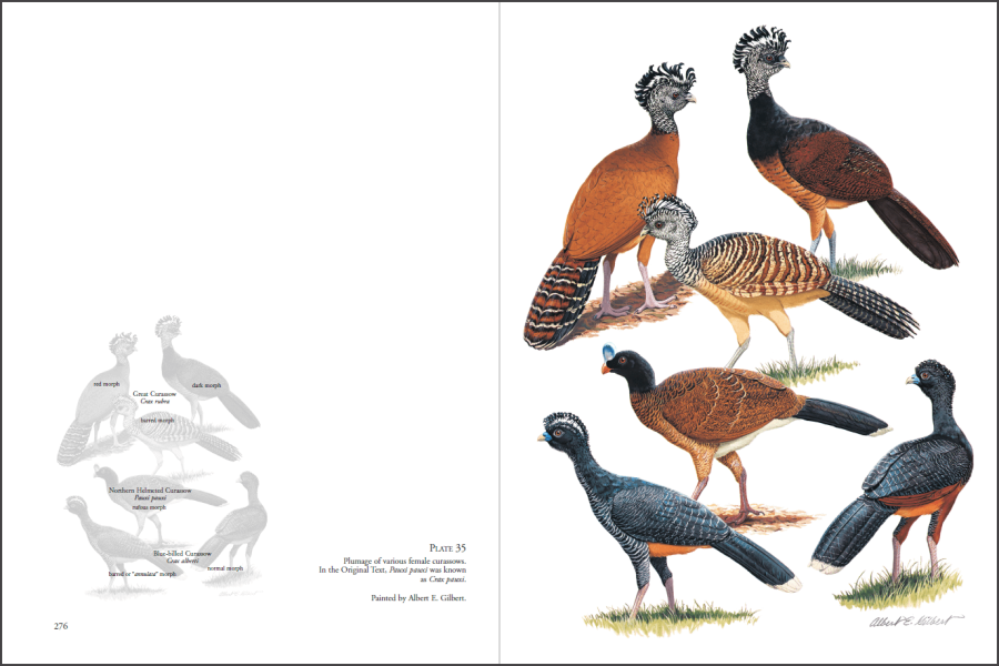 Curassows and Related Birds sample page