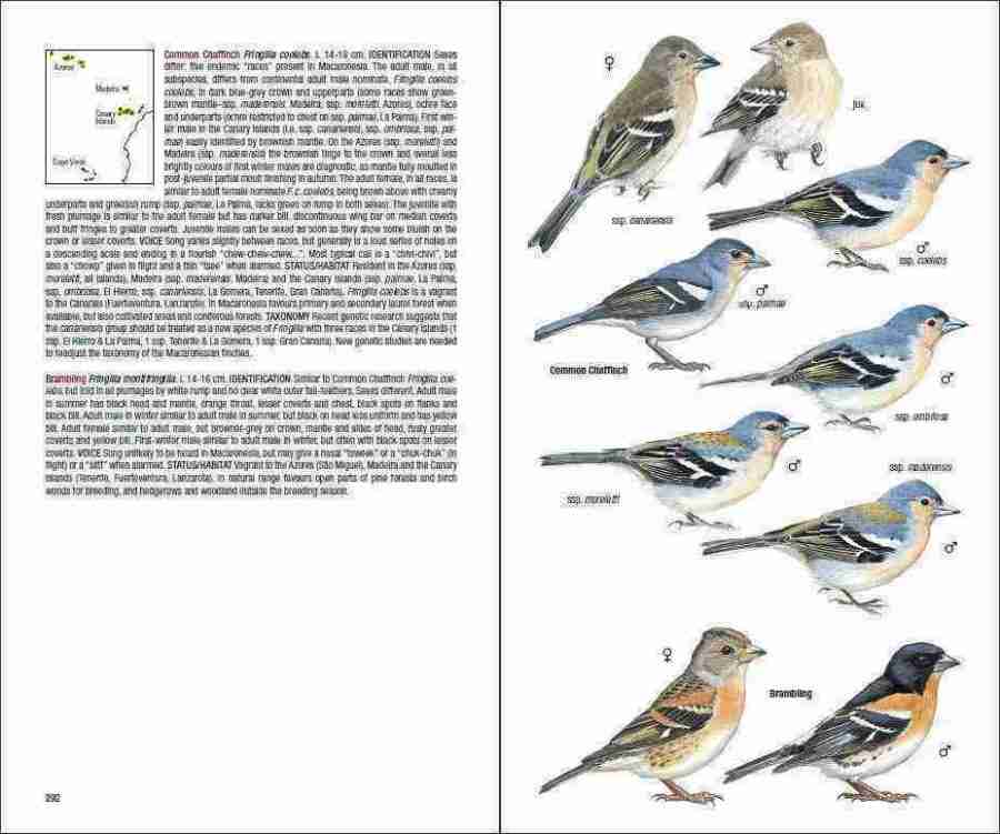 Field Guide to the Birds of Macaronesia sample page